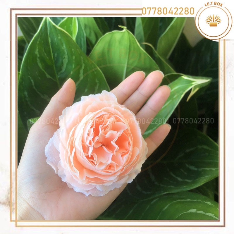 Hoa trà mao lương- Đầu bông