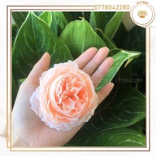 Hoa trà mao lương- Đầu bông