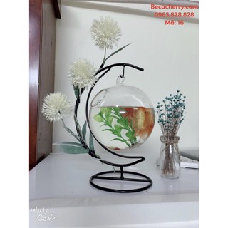 Bể Cá Mini Cung Trăng 16 Cỡ To ( Tặng kèm combo phụ kiện trang trí )