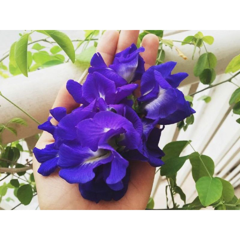 Hạt giống Đậu Biếc Tím NK Nguyên Bao Bì Thái Lan