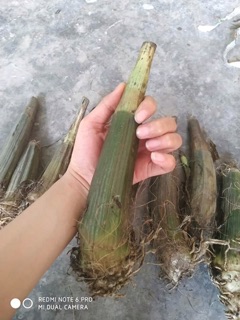 Địa Lan Hạc Đỉnh Vàng Củ To