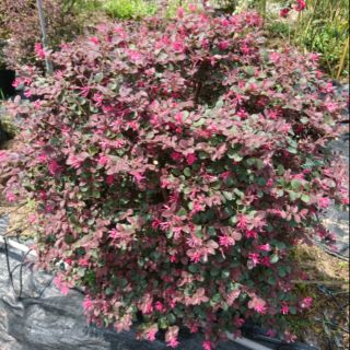 Cây hồng phụng +Tặng 02 cây nhót ngọt