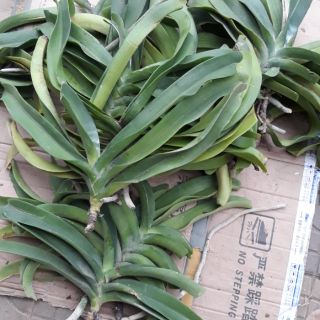 Đai trâu mới vìa bà con ơi