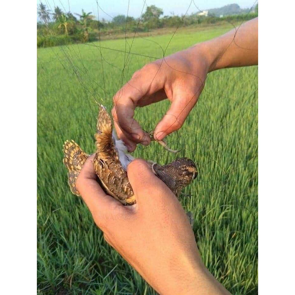 Lưới bẫy chim ri khuyên sẻ,, chim nhỏ dài 30m