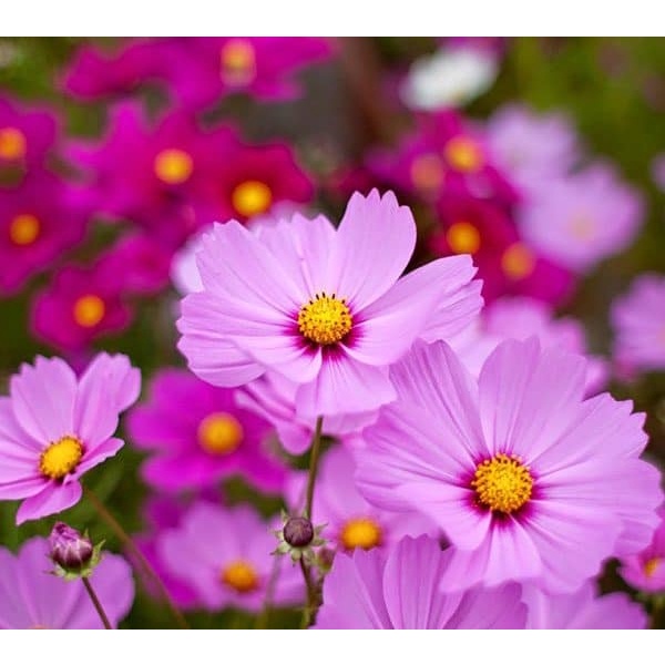 100H - #Hạt_Giống_Hoa_Sao_Nhái_Mix ( tặng kèm kích mầm và phân bón )