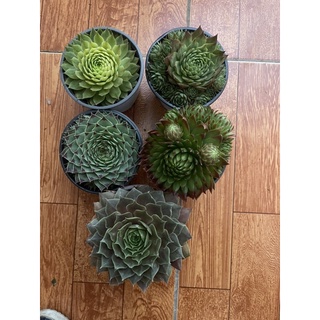 COMBO 5 CHẬU PHẬT BÀ 9CM 200k