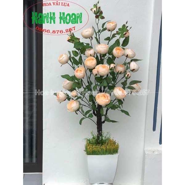 Cây Hoa Hồng Trà Búp 1m15 cao cấp - Cây hoa trang trí