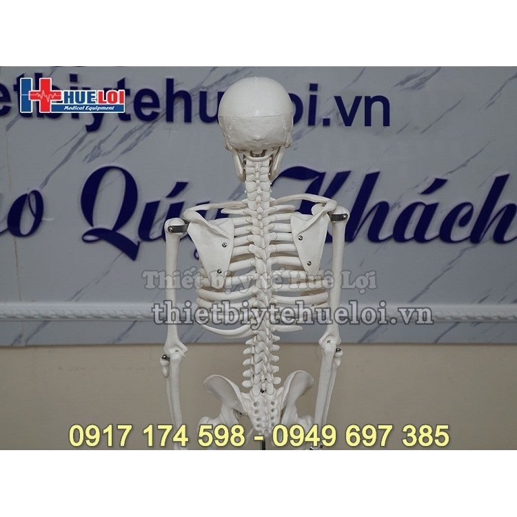 Mô hình giải phẫu hệ xương người 85cm