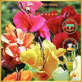 Hạt giống hoa Chuối Cảnh Nhiều Màu RD 873 ( 5 hạt)