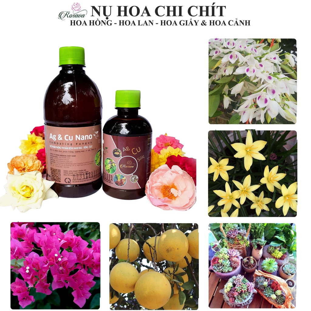 Nano bạc đồng đậm đặc ROSAVA đánh bay phấn trắng, đen thân, đốm lá, rỉ sắt, nấm trên hoa hồng, hoa lan & cây cảnh