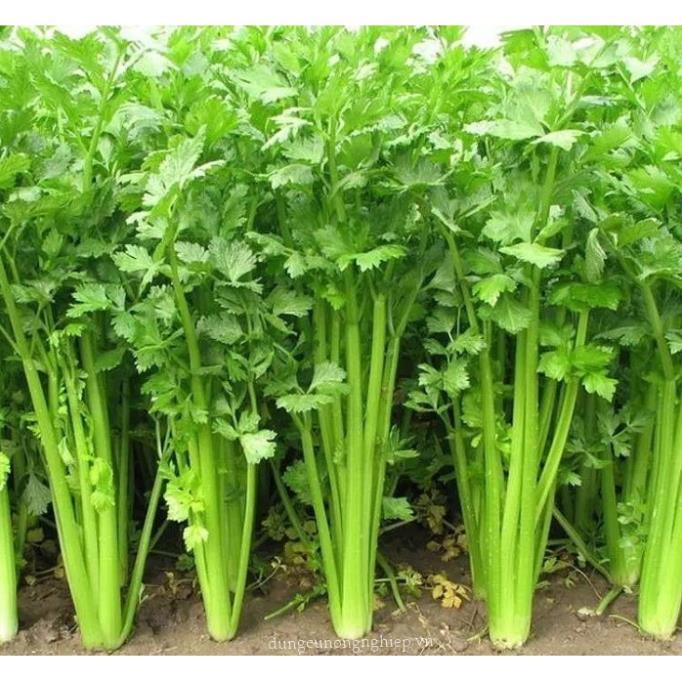 Hạt Giống Cần Tây F1 Siêu Năng Suất,Siêu Dễ Trồng