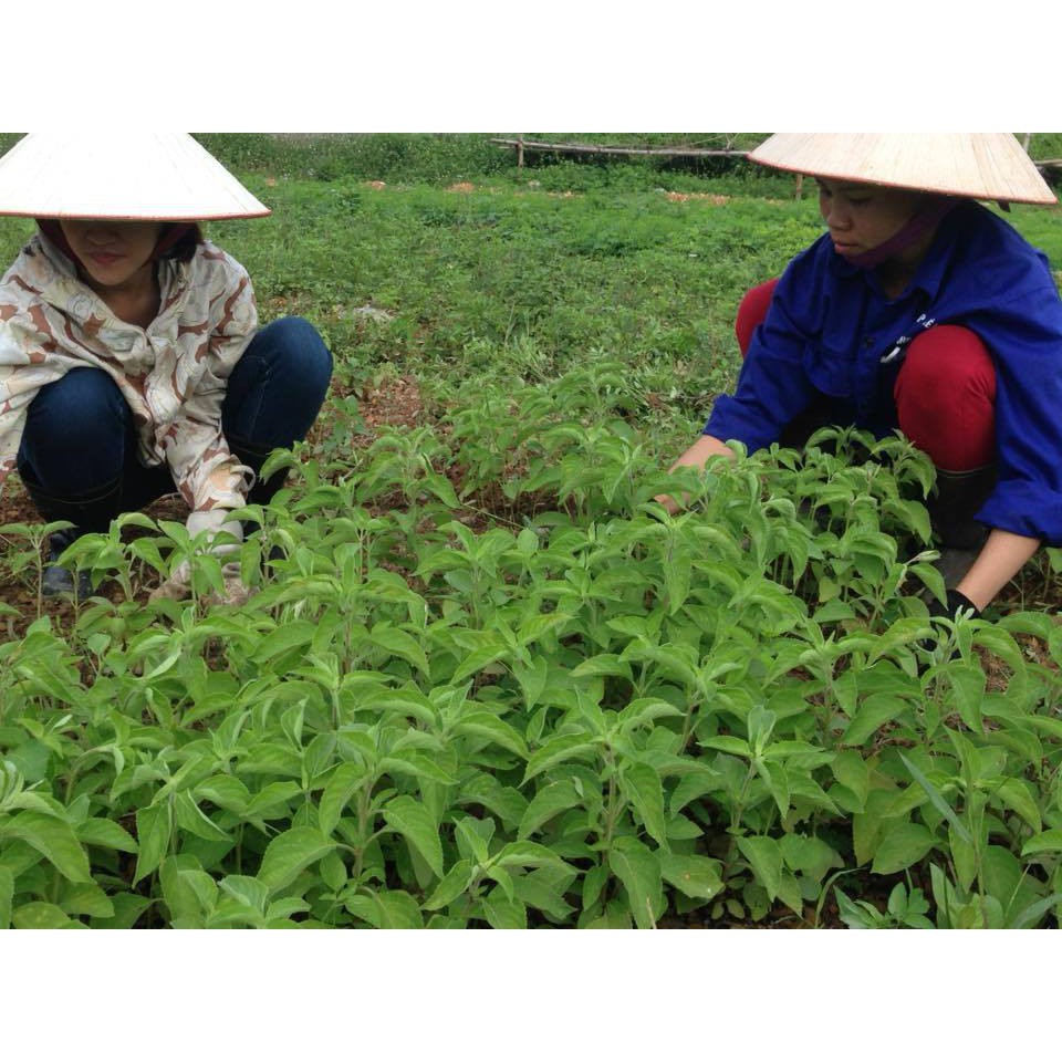 Nước gội đầu thảo dược Tóc Xuân - Medavi | BigBuy360 - bigbuy360.vn
