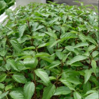 Hạt Giống rau đay đỏ phú nông 20gr