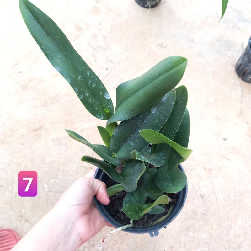 Hoa lan cát mini Phụng Hoàng Lửa trưởng thành sắp hoa