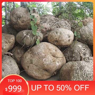 DLQ- củ bình vôi khô 1kg