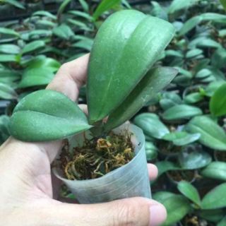 Combo 3 cốc hồ điệp con 100k