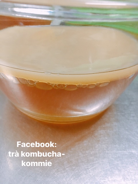 Trà Kombucha từ scoby- 980ml | BigBuy360 - bigbuy360.vn
