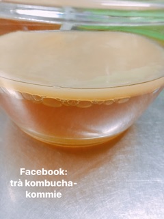 Trà Kombucha từ scoby- 980ml