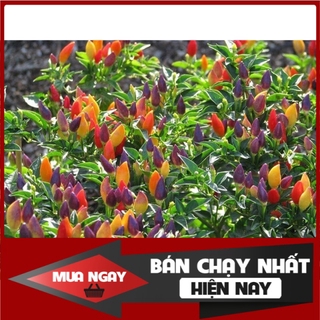 [ Big Sale ] (50-70 hạt) Hạt giống ớt ngũ sắc