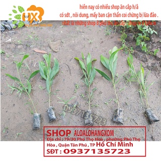 combo 50 cây tràm lai cây giống