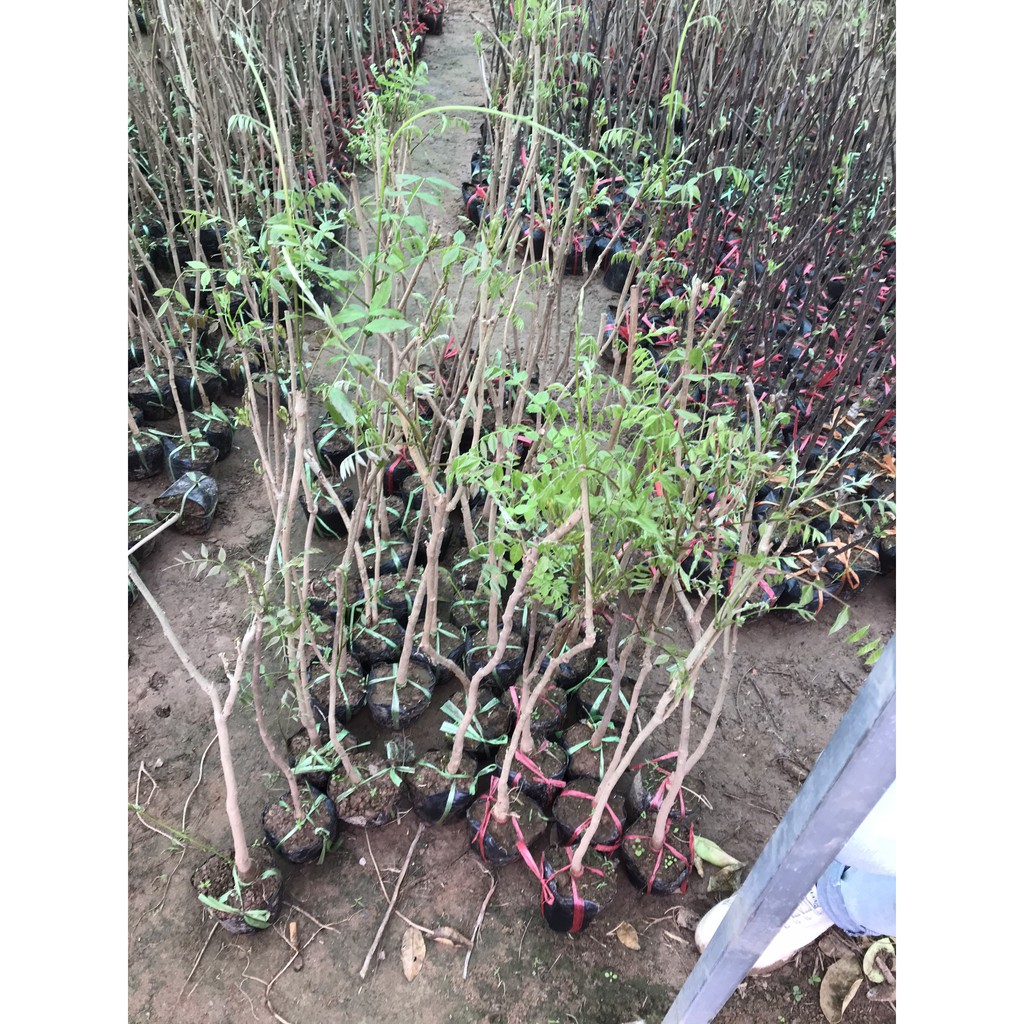 Tử đằng thân gỗ cho nhánh leo - Trang Flowers