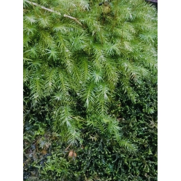 rêu spiny set hô bán cạn, rêu trồng terarium, tiểu cảnh, non bộ