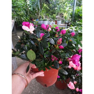🌷🌱Hoa đỗ quyên 2 màu🌱🌷