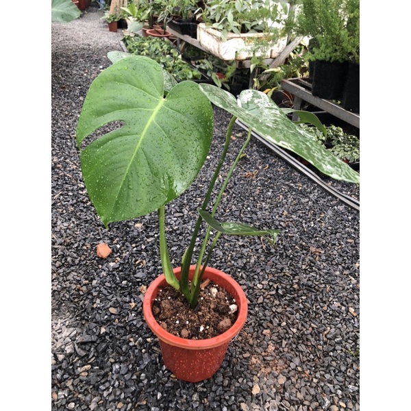 Cây trầu bà lá xẻ leo nhanh, Monstera Borsigiana