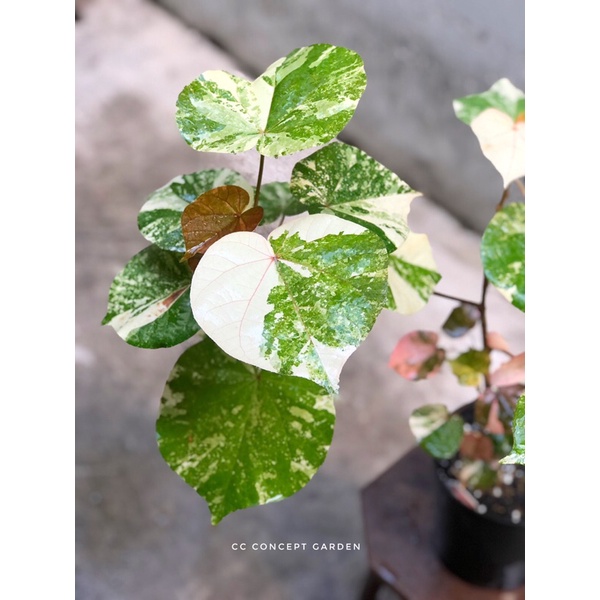 Cây Dâm Bụt Var | Hibiscus Tiliaceus Variegata