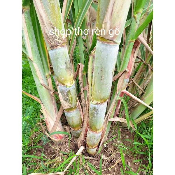 Cây giống mía tây xanh, cò cát beon, 3 đoạn 40cm để giâm trồng, giống hiếm