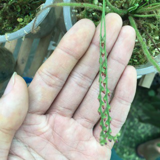 Hạt cây bắt mồi gọng vó tokai
