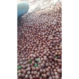 500GR Hạt Macca Daklak