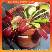 HẠT GIỐNG CÂY BẮT CÔN TRÙNG GÓI 5 HẠT