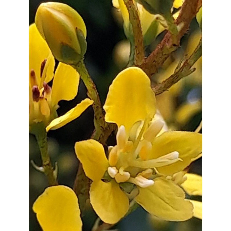 Hoa kim đồng vàng
