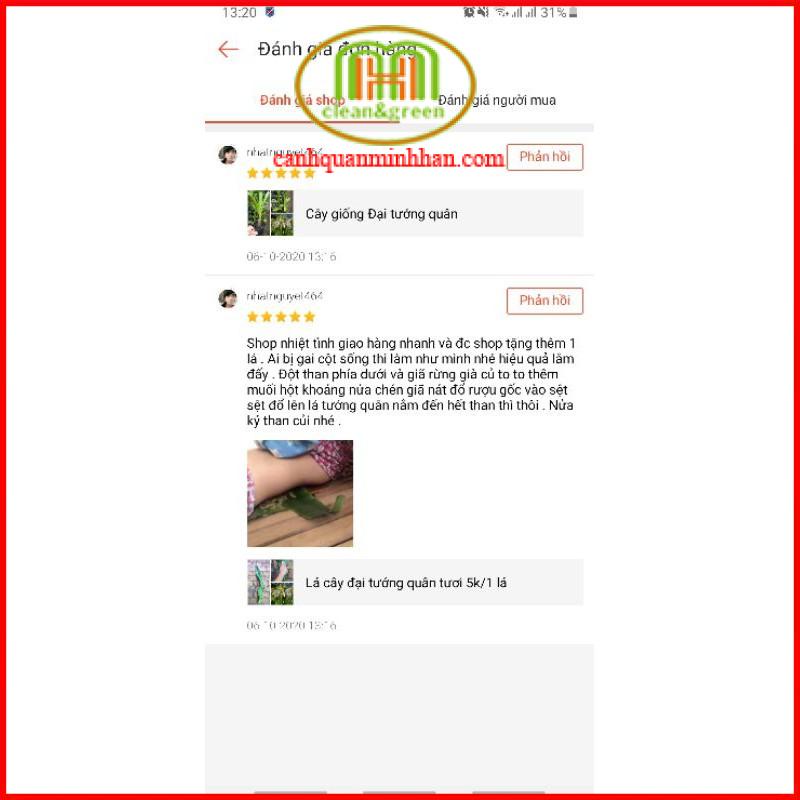 Lá cây đại tướng quân tươi dùng giã muối lót lưng nằm