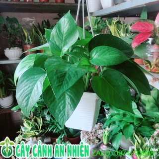 Trầu Bà Thái (vàng,xanh)