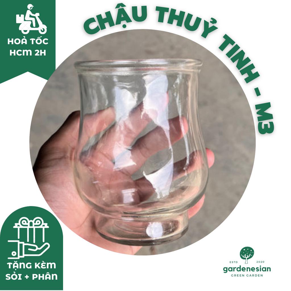 Chậu Thuỷ Tinh trồng cây thuỷ sinh XUAN DONG GARDEN