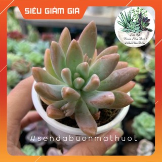 SEN ĐÁ PHA LÊ TÍM 🧚[SIÊU ĐẸP]🧚 - SEN ĐÁ BUÔN MA THUỘT