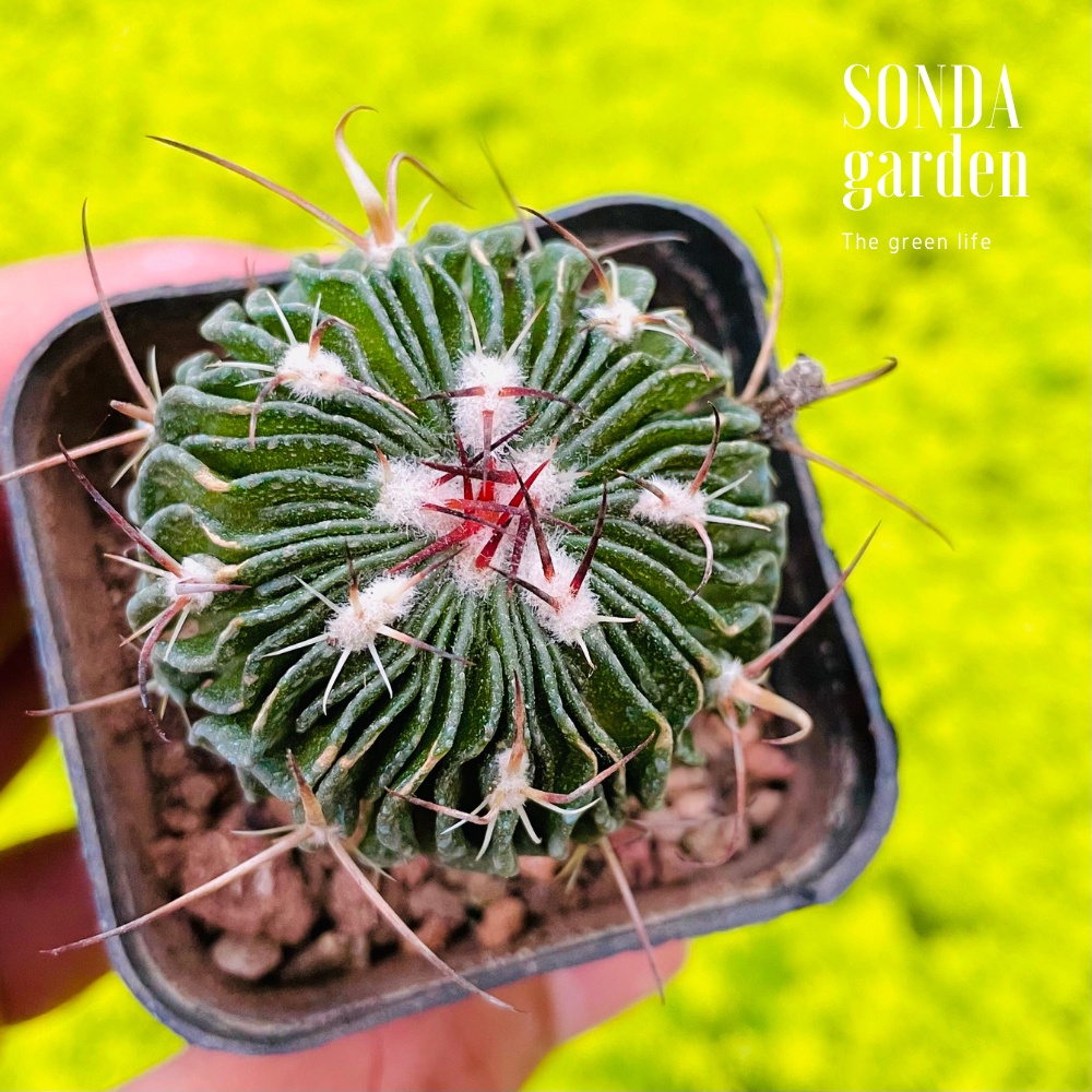 Xương rồng trúc ngọc SONDA GARDEN size bé 4cm, cây cảnh trang trí nhà cửa, lỗi 1 đổi 1