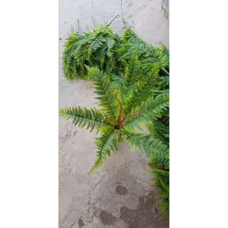 cụm dương xỉ mềm