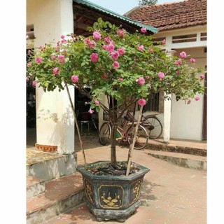 Cây Giống Hoa Hồng cổ sapa thân gỗ