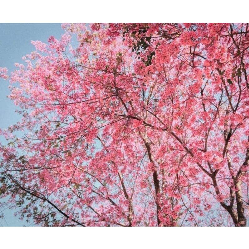 CÂY HOA MAI ANH ĐÀO CÂY ĐẸP CAO 40-60cm