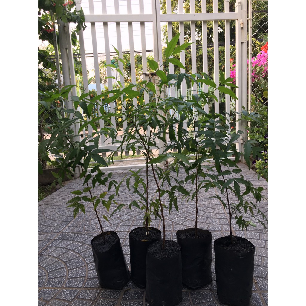 CÂY SẦU ĐÂU LÁ LÀM GỎI CAO TỪ 60CM TRỞ LÊN