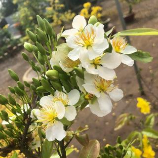 BONSAI MAI VÀNG ĐỘT BIẾN