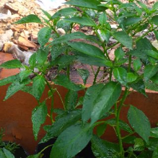 cây ớt sừng