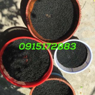 1kg ĐỖ ĐEN QUÊ XANH LÒNG RANG SẴN (có mix lá nếp)