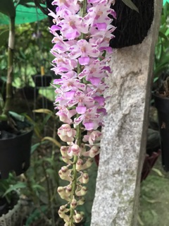 Lan đuôi chồn giống ( lan sóc ) - 1 cây