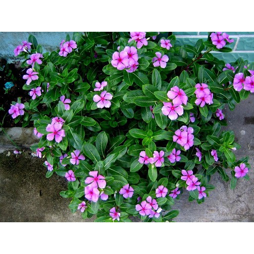 Hạt giống hoa dừa cạn đứng - tặng gói hạt giống ngẫu nhiên