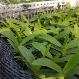 Hoa phong lan - combo 3 cây quế tháng 8 hòa bình