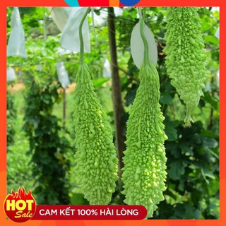 Hạt giống khổ qua gai xanh - 2 gr